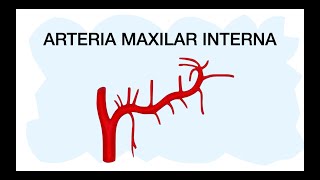 ARTERIA MAXILAR INTERNA Rama terminal de la carótida externa ✅ [upl. by Sidon14]