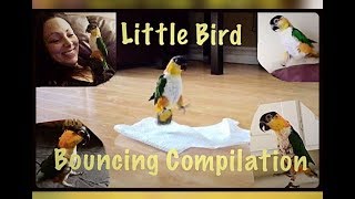 A DANCING BOUNCING PARROT Little Bird Compilation [upl. by Allicerp]