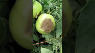 Tomato Farm tamatar fungus tamatar farm kisaan up tomato agriculture india farminglife [upl. by Ranip]