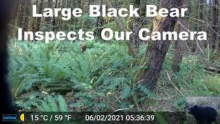 Large Black Bear Inspects Our Trail Camera [upl. by Cawley]