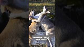 Are Kangaroos Naturally RIPPED Animals [upl. by Namrac]