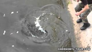 Chernobyl Mutations Fish in Pripyat River near Chernobyl Nuclear Power Plant [upl. by Charteris258]