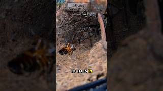 HARDEST TARANTULA EDIT 🔥🔥🧯tarantula bigdawg bigdawgs tarantulas spider spiders arachnids [upl. by Filippo]