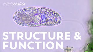 Colorless Euglenoids Structure and Function and Food [upl. by Chyou781]