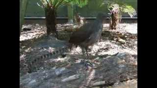 Lyre bird mimicking sounds amp voices [upl. by Brittnee866]