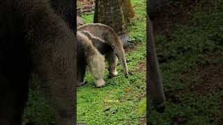 Anteaters Fascinating creatures on Earth anteatergiantanteatersilkyfascinatinganimalswildlife [upl. by Anerroc]