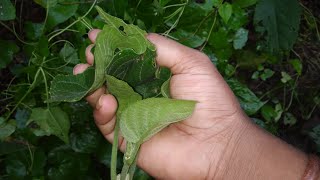 যে চর্ম রোগ ভালো হয় না সেই সমস্ত চর্মরোগ ও ভালোহবে। এই গাছের গুন দেখে আপনি অবাক হবেন। [upl. by Yvette328]