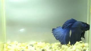 betta fish fish bettafish shorts ep 15 [upl. by Lareena787]