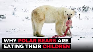 Shocking  Polar Bears Are Eating Their Own Children [upl. by Yra524]