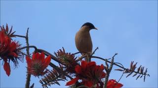 ERYTHRINA VARIEGATA INDIAN CORAL TREE ORNITHOPHILY2wlmp [upl. by Samtsirhc]