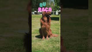 Quiz do Golden Retriever [upl. by Hauck]