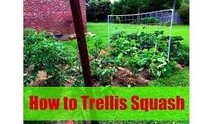 How to Trellis Squash  Step by Step Instructions [upl. by Amian]