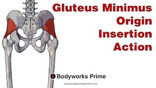 Gluteus Minimus Anatomy Origin Insertion amp Action [upl. by Edras221]