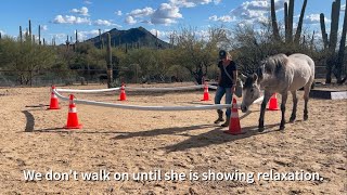 Modern Mustang Gentling Tsuki Day 57  Relaxation at the Walk [upl. by Atina]