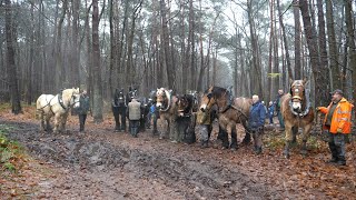 Horse logging in the forest of the Trappist fathers in Westmalle [upl. by Soisinoid]