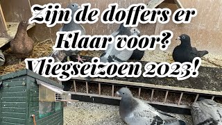 Zijn de doffers er klaar voor  Vliegseizoen 2023  Postduiven [upl. by Hsima]