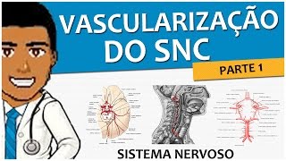 Sistema Nervoso 11 – Vascularização SNC P1 Circulação Arterial Anterior e Posterior  Vídeoaula [upl. by Halian]