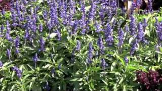 Victoria Blue Salvia From Seed  Veseys [upl. by Winther]