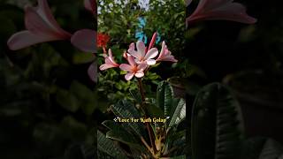 Plumeria 🌸 flowers plumeria easygardening [upl. by Cyb994]