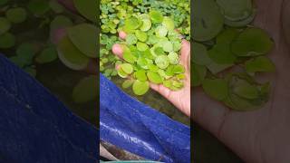 Amazon Frogbit melimpah 🤑 [upl. by Nnayhs]