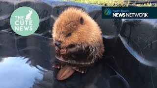 Wolf pups meet water supercute cougars amp an adorable beaver kit [upl. by Asilrac353]