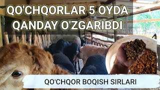 ODDIY USULDA QOCHQOR BOQISH SIRLARI [upl. by Orlantha]