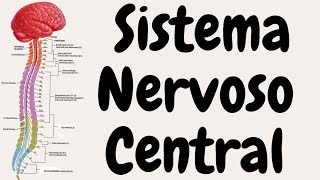 Sistema Nervoso Central [upl. by Aztirak68]