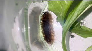 Rescued ruby tiger moth caterpillar 1 [upl. by Morrill273]