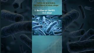 Types of bacteria on the basis of shape biology bio bacteria coccus bacillus exam shorts 1 [upl. by Herrmann]