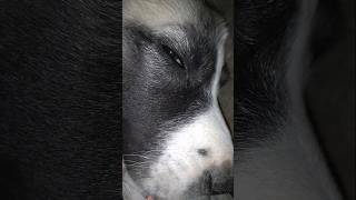 Snoring💤🐶💤🐶💤🐶💤 dog [upl. by Taub]