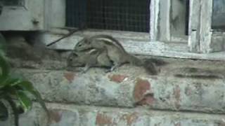 Mating Three stripped Palm Squirrel Funambulus palmarum [upl. by Kacerek]