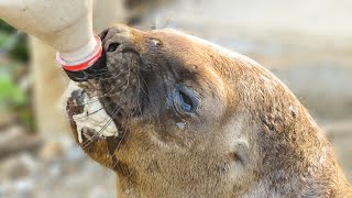 Rescued sea lion pup loves to get bottlefed Otaria flavescens [upl. by Boot]