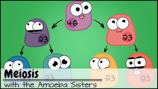 Meiosis Updated [upl. by Davida]