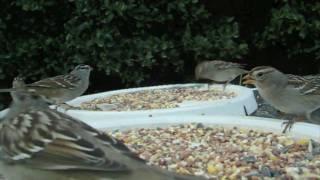 White Crowned Sparrow [upl. by Annoerb]