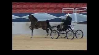 Crystal Creeks Hot to Trot  Hackney Harness Pony [upl. by Sandra658]