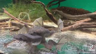 Pipa carvalhoi breeding Carvalhos Surinam toad [upl. by Golliner]