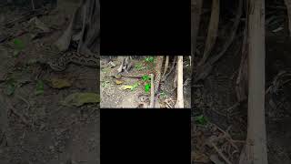 Russells viper😳 snake snakevideo new animals dangerous [upl. by Anailil]