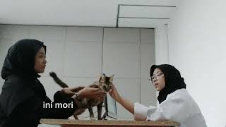 anamnesis kucing alopecia disertai pruritus [upl. by Keane]