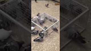 Pigeon Traps 🐦 shortsviral facts viralvideos shortsvideo shorts shortfeed [upl. by Sawyor]