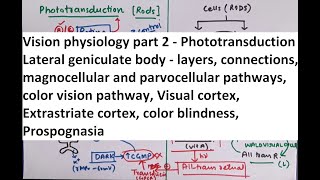 Special Senses  Physiology of Vision part 2 [upl. by Rivera]