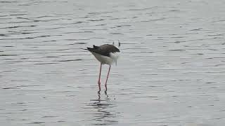 Blackwinged Stilt Himantopus himantopus Black Hole Marsh Seaton Devon [upl. by Holbrook]