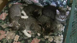 Grandmothers Kittens [upl. by Sapphire]