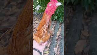 Rooster Collection ayam roosterandhen chickenfarm roostercollection [upl. by Nance]