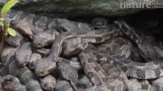 Juvenile Timber rattlesnakes massed together at rookery Pennsylvania USA [upl. by Aihsila]