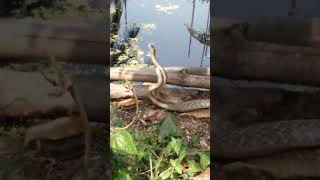 Snake dance snake cuteanimals animals funnyvideo nature [upl. by Bat]