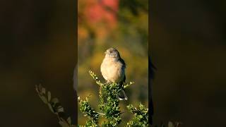 Cortarramas • Whitetipped Plantcutter Phytotoma raimondii birds aves [upl. by Cumings11]