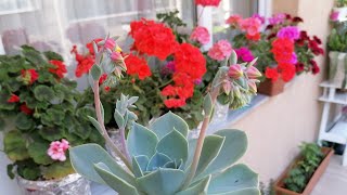 BALKONUMDA ŞENLİK VAR ÇİÇEKLERİM MİS Geranium Aloevera Succulent Earring Bean Tomato Balcony Flowers [upl. by Attem]