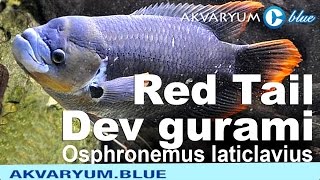 Osphronemus laticlavius  Giant Red Tail Gourami  Kırmızı kuyruklu dev gurami [upl. by Eibbil]