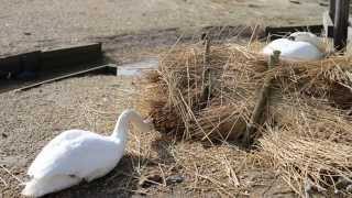 Swans in April at Abbotsbury Swannery Dorset [upl. by Weinshienk]