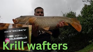 CARP FISHING THE CLAY PIT  KRILL SUCCESS carpfishing [upl. by Neelrahs]